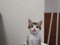 2 AYLIK ANNESİZ YAVRU KEDİLER