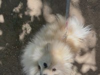 Pomeranian Köpeğimiz 1.5 Yaşında