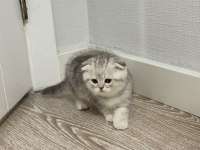 A+ kalite scottish fold 1 aylık