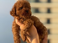 POODLE ERKEK DİŞİ YAVRULARIMIZ Toy Poodeller