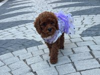 SAĞLIK VE IRK GARANTİLİ TOY POODLE