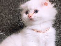 British longhair istanbul içinde ulaşımını sağlıyorum