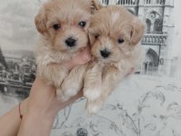 Dizayn Irk Sevimli Maltipoo Yavrular