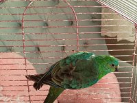 Şarkıcı Paraket Papağanı (Noephema Pulchella)