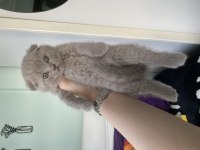 Son kalan scottish fold yavrum