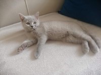 Kendi kedimin british shorthair yavruları
