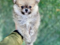 Mini mini aslan pomeranian boo