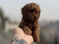 RED BRAWN TOY POODLE YAVRULAR