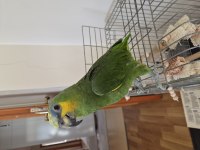 Amazon Papağanı Blue Front