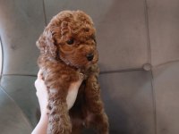 Toy poodle 40 günlük