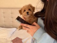 Maltipoo Bebekler