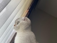 Biblo gibi scottish fold kızımız