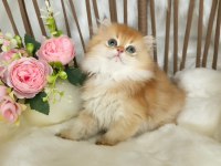 Safkan British Longhair Çikolata Golden Erkek Güzeli̇