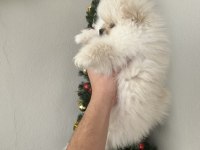 Pomeranian yavrum