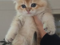 British shorthair golden ny 11 dişi erkek