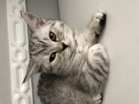 2 AYLIK YAVRU CİNS KEDİMİZ