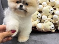 Orjinal Pomeranian Boo