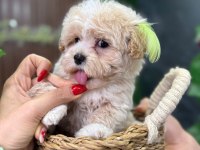 Süslü maltipoo bebek