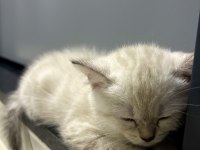 British shorthair yavru kedi
