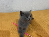 British shorthair 2 aylık erkek kedimiz