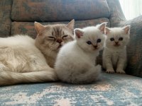 Boncuk Gözlü British Shorthair