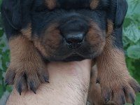 Irk garantili Rottweiler yavruları
