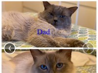 Ragdoll Lilly ve Mia