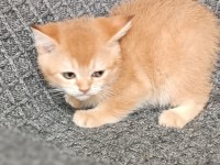 British Shorthair golden Cy11 Cy12 Yavru kediler