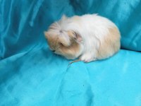 Ginepig Bebeklerimizi Görmeden Karar Vermeyin