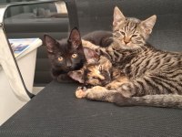 ACİL YUVA KEDİMİZE