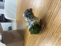 3 ADET EL BESLEME BEBEK KONUR