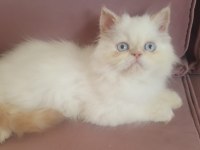 EGZOTİK KAR TOPU İRAN KEDİSİ OĞLUM