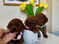 Toy Poodle Safkan Yavrular