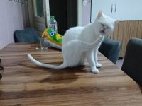 SAHİPLENDİRME KEDİMİZ