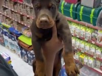 Kızıl Doberman Yavrularımız