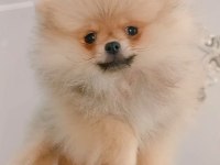 Pomeranian boo dişi yavru