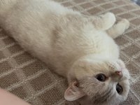 Kedimiz Ömürlük Yuva Arıyor