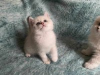 EN GÜZEL KEDİLER BİZİZ