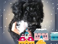 Evde bakılabilecek tek ırk toy poodle