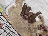 BABA TEACUP POODLE ANNE MEDİUM POODLE