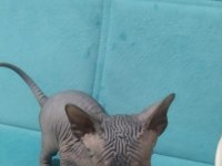 Antalya içi erkek sfenks kedisi