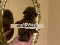 Kore Poodle