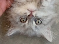 Kedi 2 aylık british shorthair mama yiyor