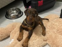 Asil Ve Güçlü Doberman Yavrular Sahiplerini Bekliyor