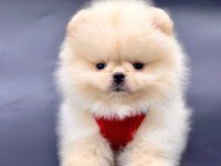 Sevimli Pomeranian Boo Yavrularımız