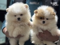 Ankranın en seçkin teddy face pomeranian yavruları