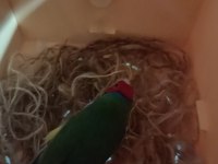 Takım Gökkuşağı İspinozları
