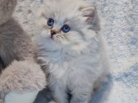 Harika bir minik british longhair