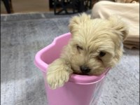 3 aylık Maltipoo Terrier dişi