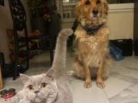 ÜCRETSİZ ERKEK KEDİMİZ 6 AYLIK